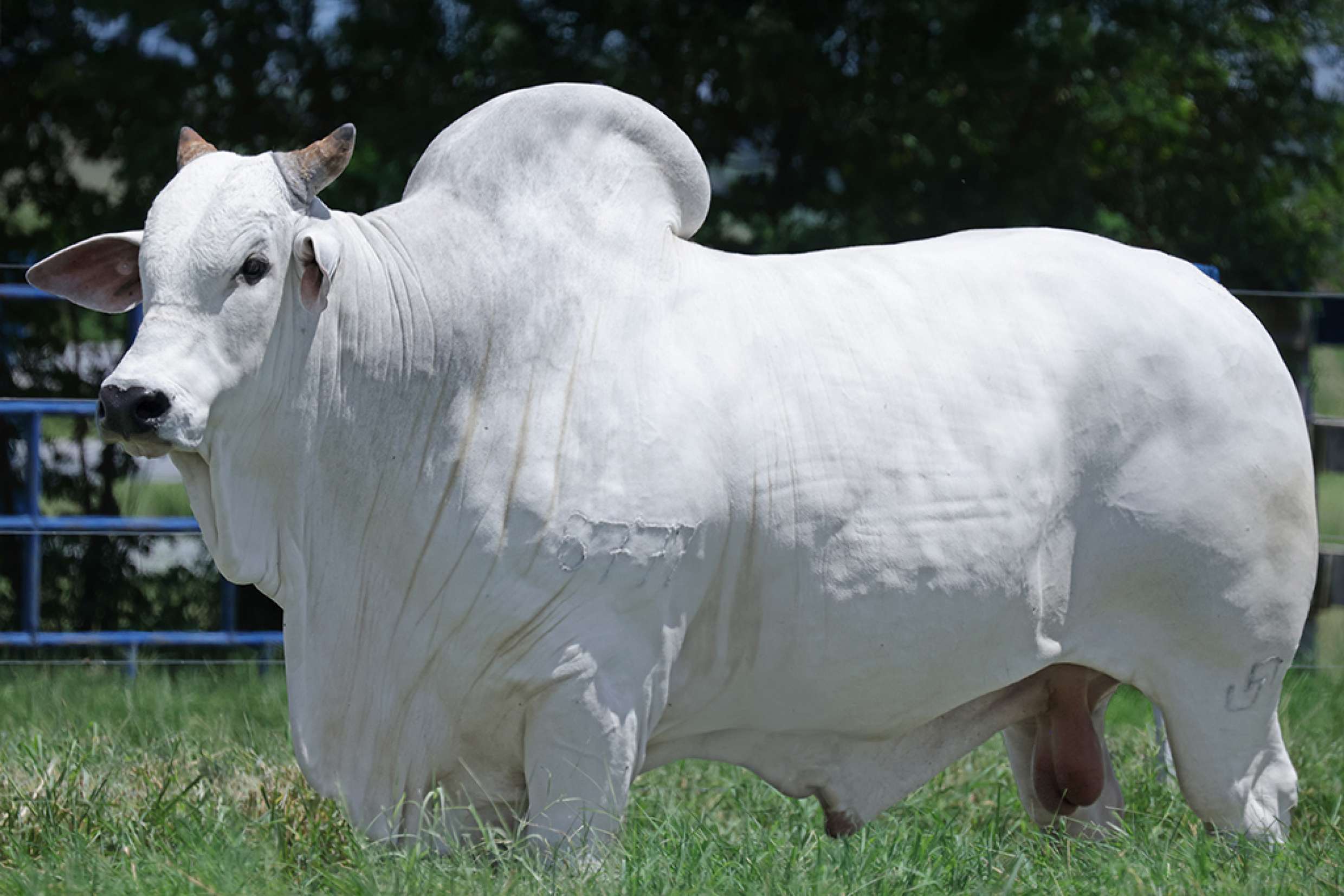 C2506 DA SANTA NICE | Semex Brasil